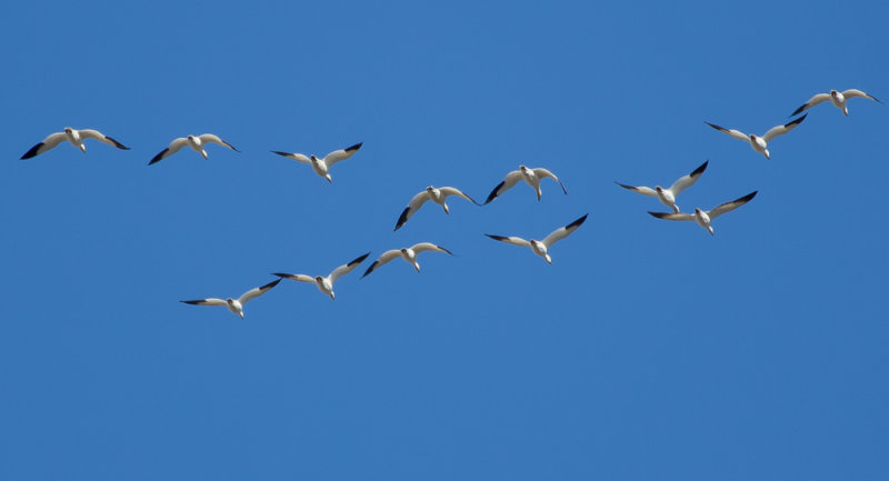 Snow Geese