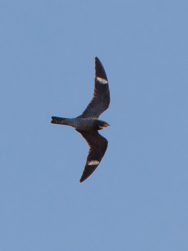 Common Nighthawk