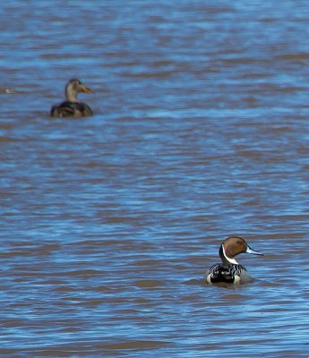 Northern Pintails