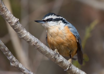 Red-breasted Nuthatch