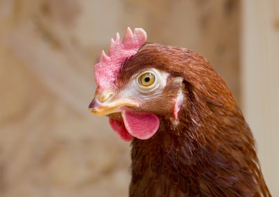 Hen