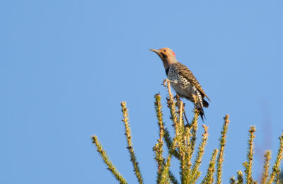 Northern Flicker