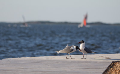 Laughing Gulls