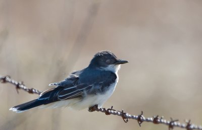 Eastern Kingbird