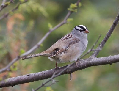 Whte-crowned Sparrow