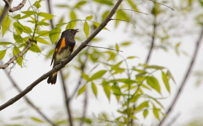 American Redstart