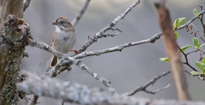 Swamp Sparrow