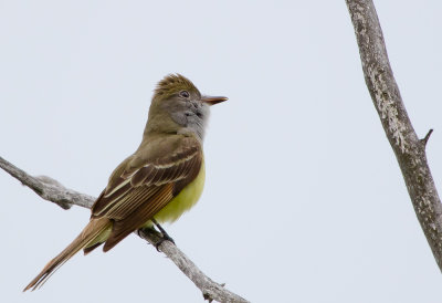 Great Crested Flycatcher