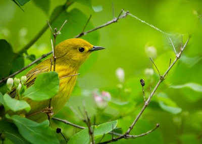 Yellow Warbler