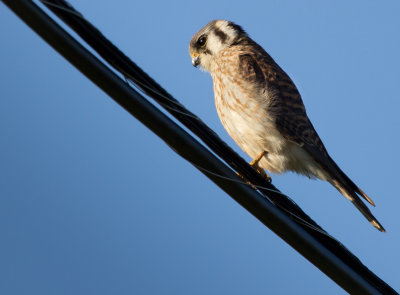 American Kestral
