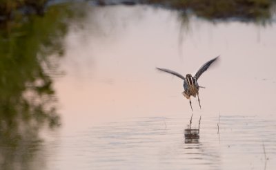 Common Snipe