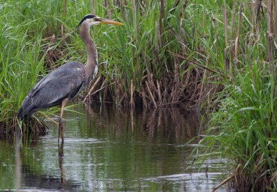 Great Blue Heron