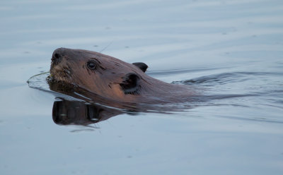 Beaver