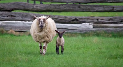 Big sheep / lil sheep