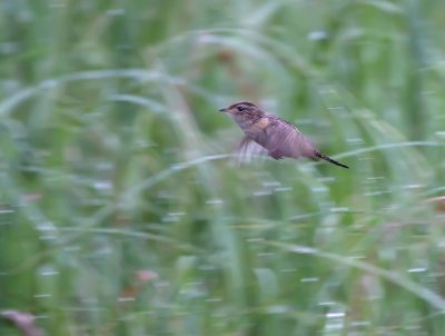 Sedge Wren