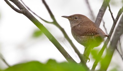 House Wren