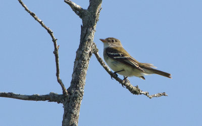 Alder Flycatcher