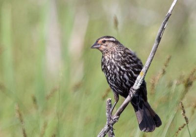 female Red-winged blackbird