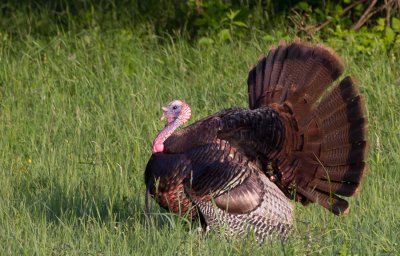 Wild Turkey (tom)