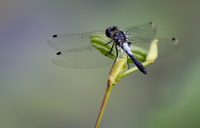 IMG_8681.jpg