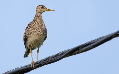 Upland Sandpiper