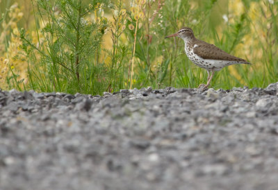 Spotted Sandpiper