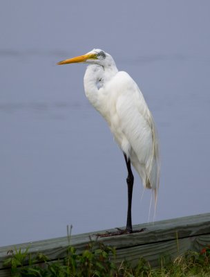 Great Egret