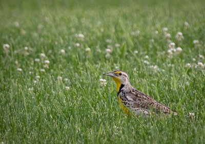 Western Meadowlark