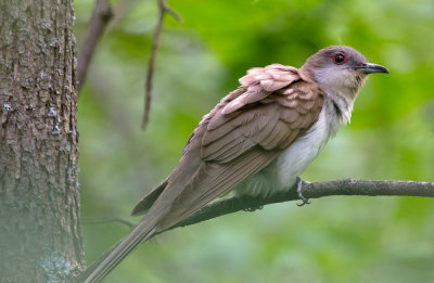 Black-billed Cuckoo