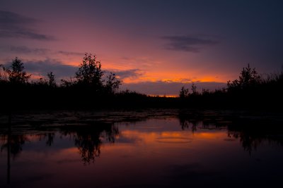 swamp sunset