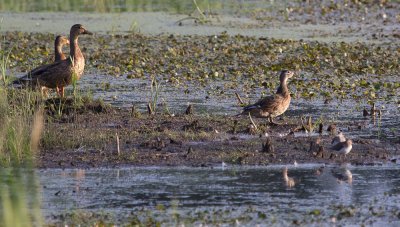 Mallards, Wood duck and two Solitary Sandpipers