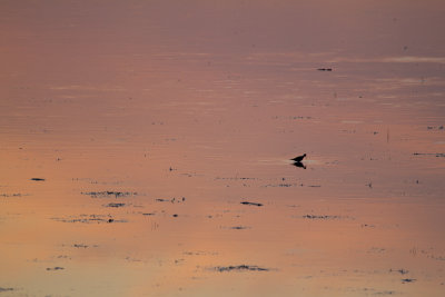 Shirley's Bay mud flats