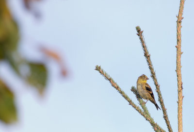 American Goldfinch (fall plumage?)
