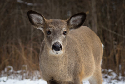 backyard deer