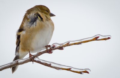 American Goldfinch