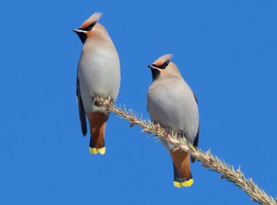 Bohemian Waxwings