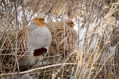 Gray Partridge