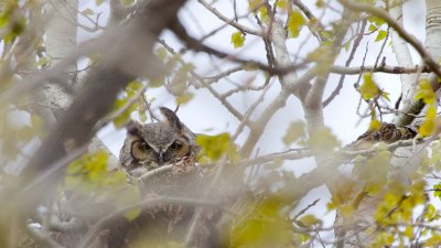 Great Horned Owl