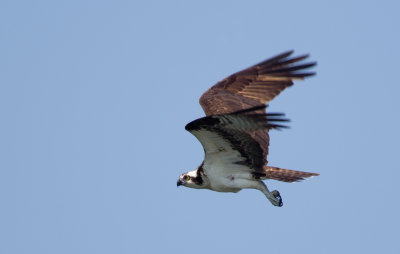 Osprey