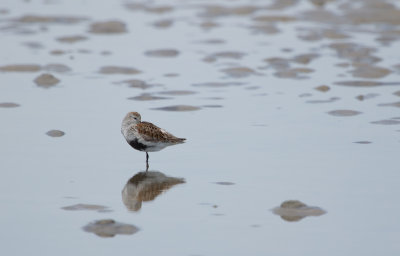 Dunlin (breeding)