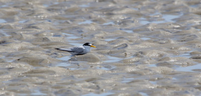 Least Tern