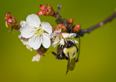 Bee at work