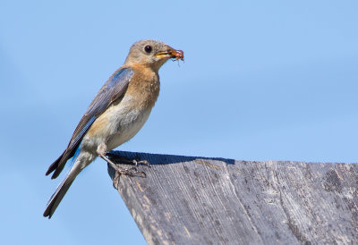 Eastern Bluebird (female)