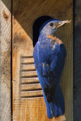 Eastern Bluebird (male)