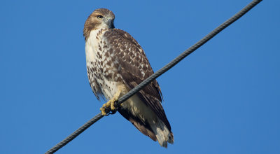 Red-tailed Hawk