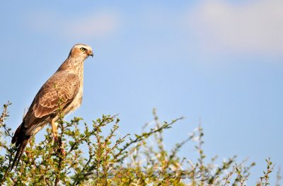 _DSC3369.jpg