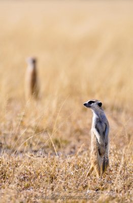 _DSC3501.jpg
