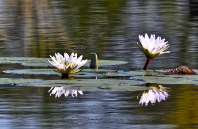 _DSC3999.jpg