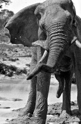 _DSC4511bw.jpg