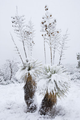 Soap-tree-yucca 4/9/11.jpg